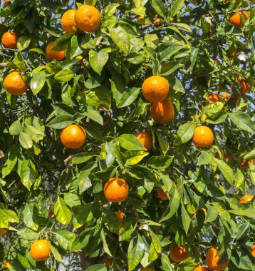 mandalina ağaçları