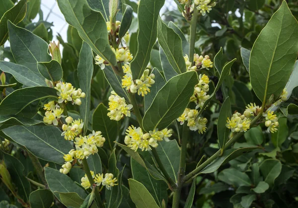 Lorbeerbaum — Stockfoto