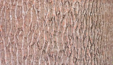 Ağaç kabuğu, soyut bir arkaplan oluşturuyor.