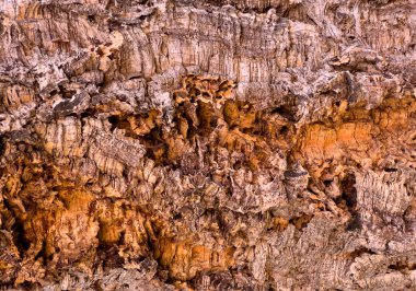 Mantar dokusu doğal ahşap ve pürüzlü organik yüzeyi gösteriyor.