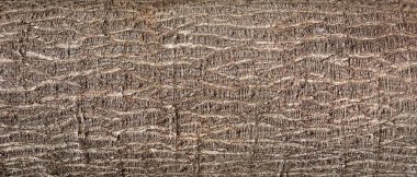 Ağaç kabuğu organik kaba ahşap yüzeyin detaylı dokusunu gösteriyor