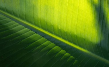 Muz yaprağı doğal desenleri gösteriyor, koyu gölgeli sıcak güneş ışığıyla aydınlatılıyor.