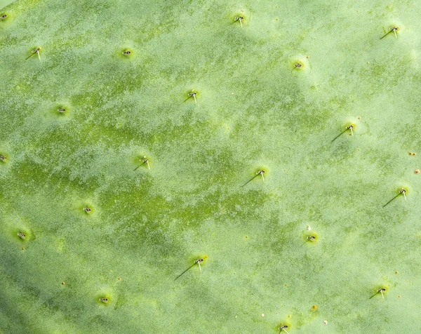 Cactus de poire piquante — Photo