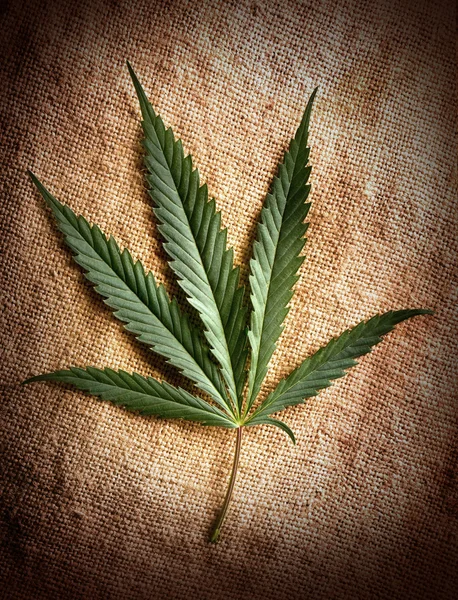 Cannabis leaf — Stockfoto