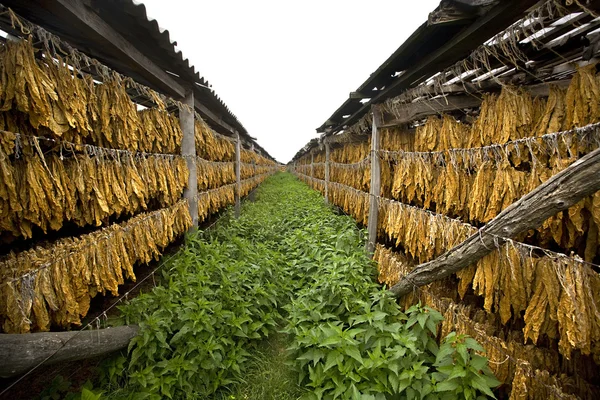 Sušení tabákových listů — Stock fotografie