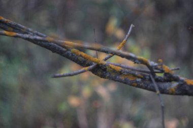 Bir ağacın yakın çekimi.