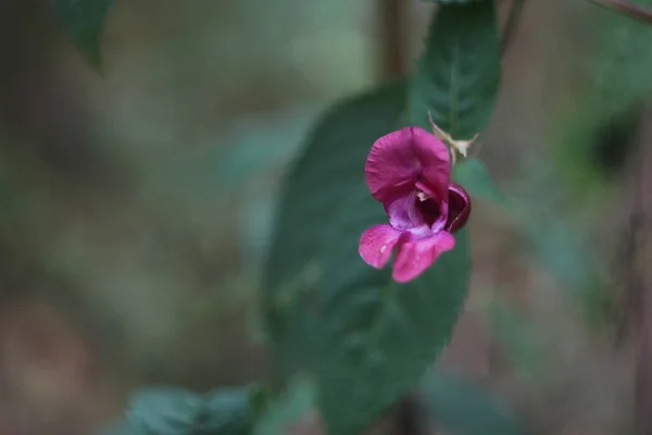 Un gros plan d'une fleur — Photo