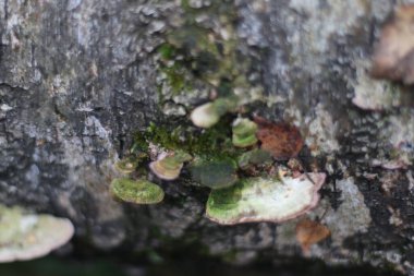 Bir kayaya yakın çekim