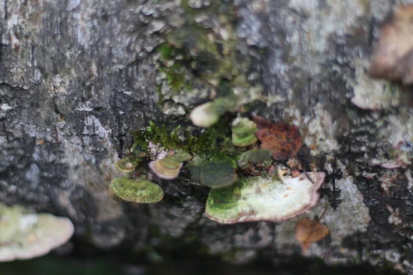 Bir kayaya yakın çekim