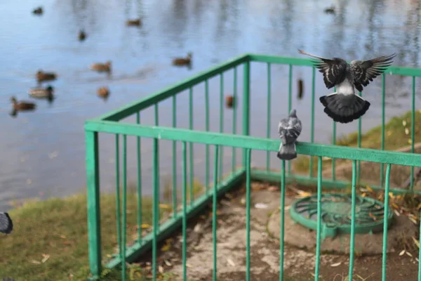Ένα πουλί που πετάει πάνω από ένα φράχτη — Φωτογραφία Αρχείου