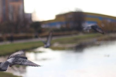 Bir kuşun yakın çekimi.