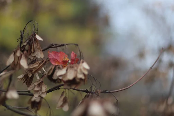 A red leafes sitting on a branch — Stock Photo, Image