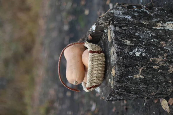 Cesta com abóboras em um cânhamo — Fotografia de Stock