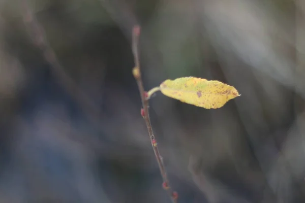 Un gros plan d'un arbre — Photo