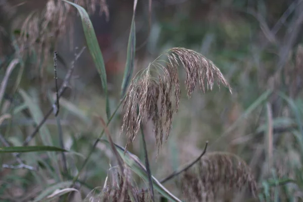 別の草の背景に草の刃 — ストック写真