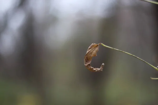 Petite feuille jaune sur fond flou — Photo