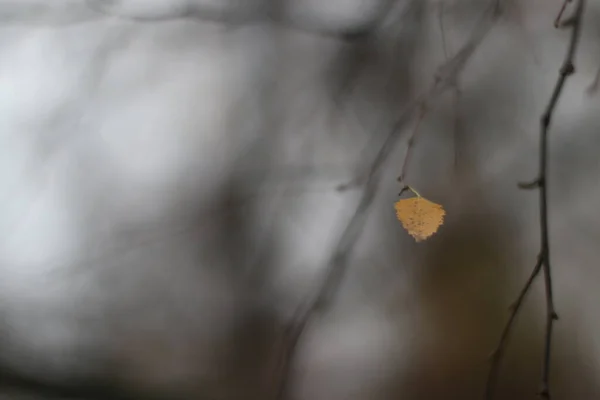 Mały żółty liść na niewyraźnym tle — Zdjęcie stockowe