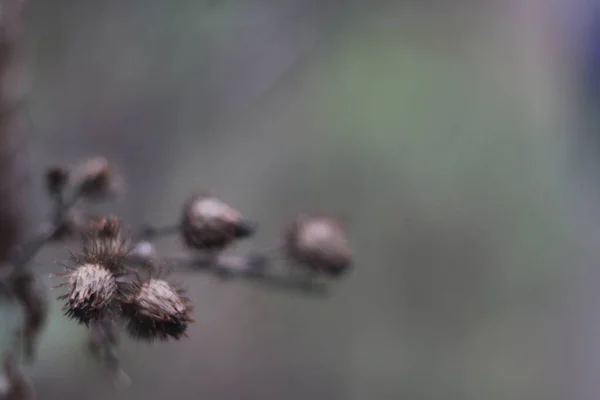 Een wazig beeld van een bloem — Stockfoto