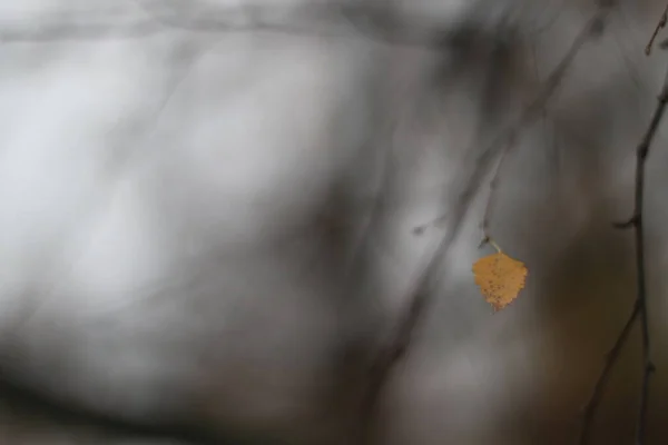 Mały żółty liść na niewyraźnym tle — Zdjęcie stockowe