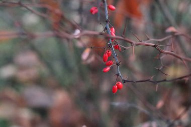 Ağaçtan sarkan bir meyvenin bulanık fotoğrafı.