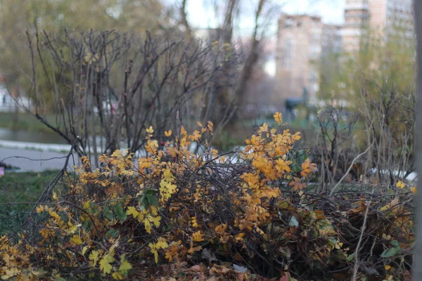 A close up of a bush — Stock Photo, Image