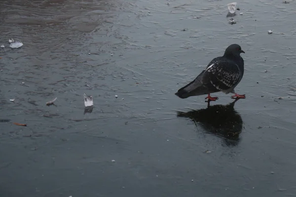 Eine einsame Taube geht auf frischem Eis — Stockfoto