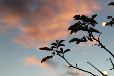 Gökyüzünün önündeki pembe bulutlu ağaç dalı