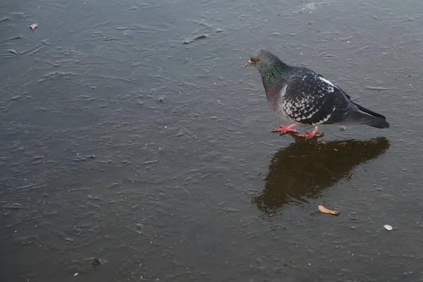 Un pigeon solitaire marche sur de la glace fraîche — Photo