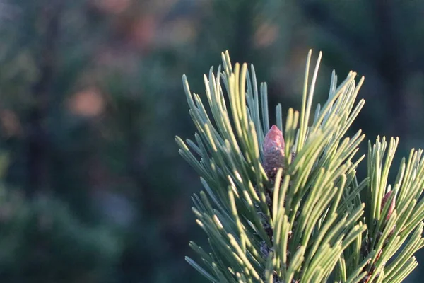 Een close-up van een plant — Stockfoto