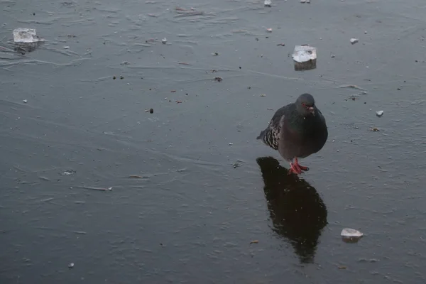 Самотній голуб гуляє на свіжому льоду — стокове фото