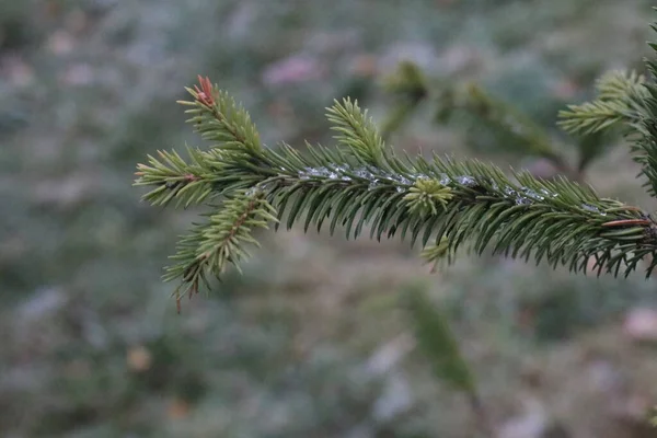 Een close-up van een plant — Stockfoto