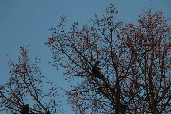 Un gros plan d'un arbre — Photo