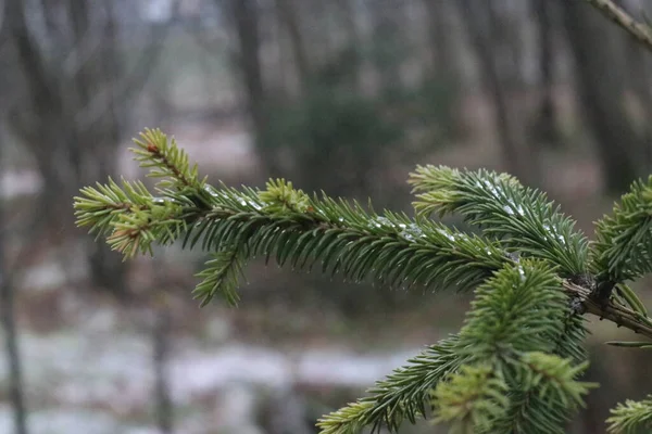 Una planta en un bosque — Foto de Stock