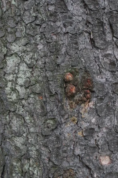 Corteza de árbol estrechamente eliminado y nuevo burl —  Fotos de Stock