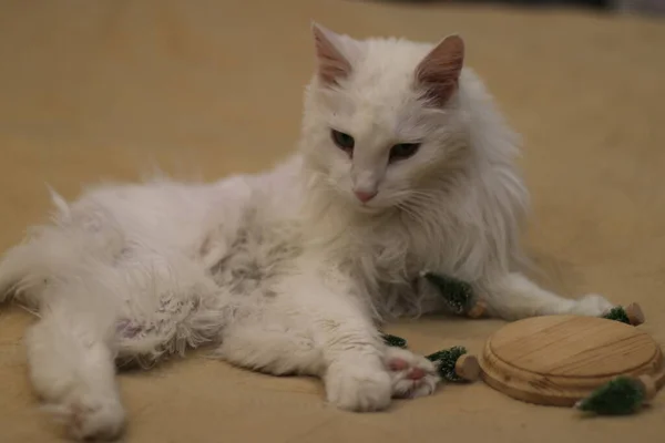 Un gatto sdraiato a terra — Foto Stock