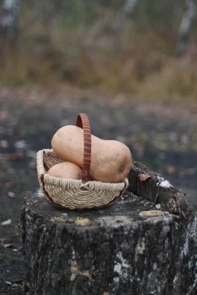 Cesta com abóboras em um cânhamo — Fotografia de Stock