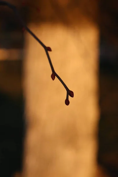 Silhouette of a branch on the background of the square of the setting sun — Stock Photo, Image