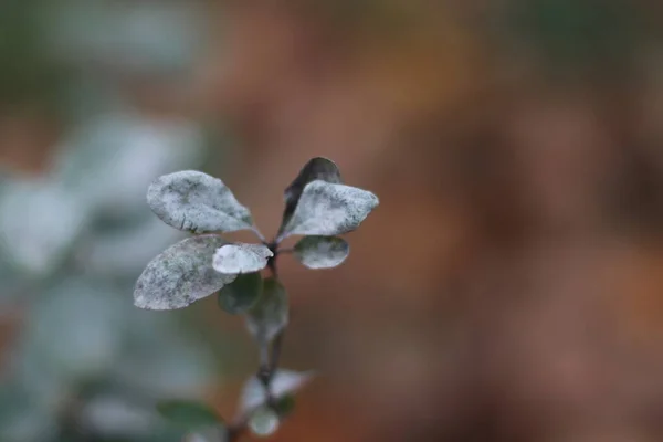 A levelek közelsége — Stock Fotó