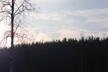 Bir ağacın yakın çekimi.