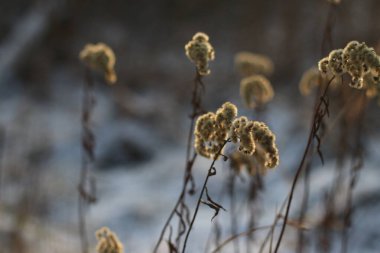 Bir çiçeğe yakın çekim
