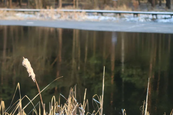 Ein Vogel, der im Gras steht — Stockfoto