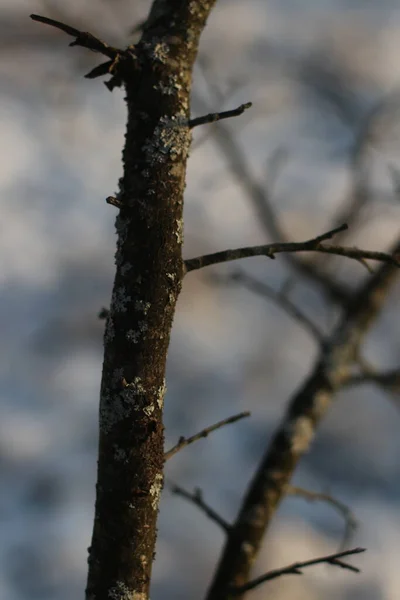 Ptak siedzący na gałęzi drzewa — Zdjęcie stockowe