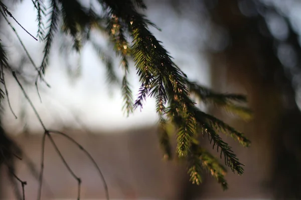 Un primer plano de un árbol —  Fotos de Stock