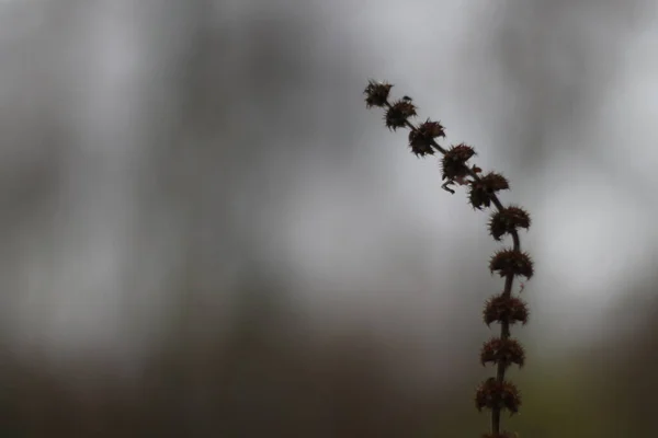 A close up of a light and plant — Stock Photo, Image