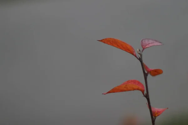 Um fim de umas folhas — Fotografia de Stock