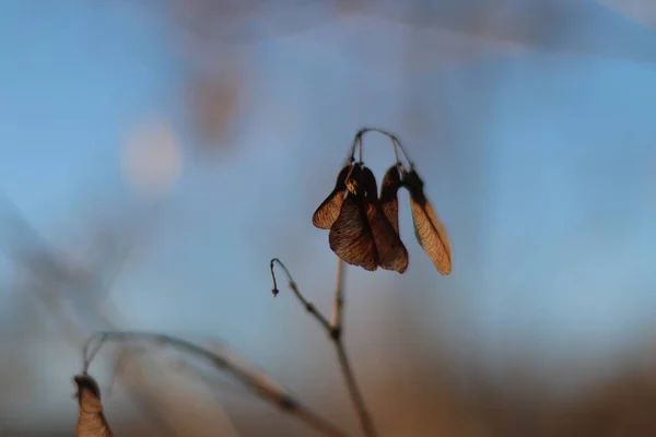 Hélicoptère en chêne séché sur fond sombre et clair — Photo