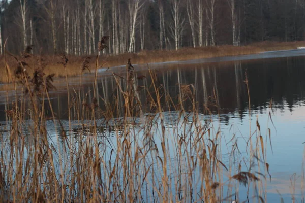 Sekawanan burung camar berdiri di samping tubuh air — Stok Foto