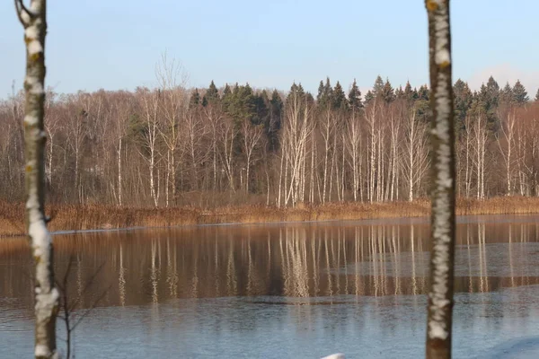 Вода біля дерева — стокове фото