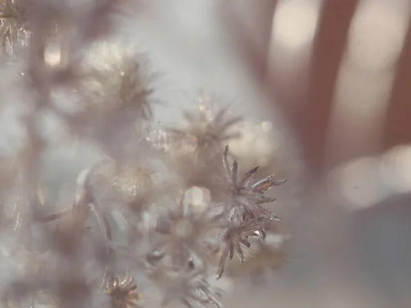 Un primo piano di un fiore — Foto Stock