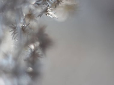 Çiçeklere yakın çekim